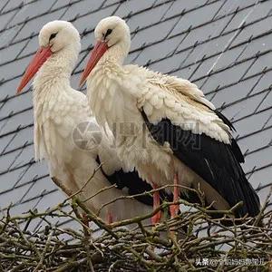 分享——比翼鳥