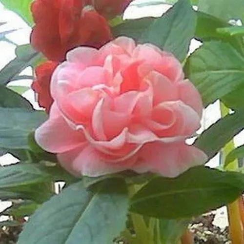 分享圖片，重瓣鳳仙花