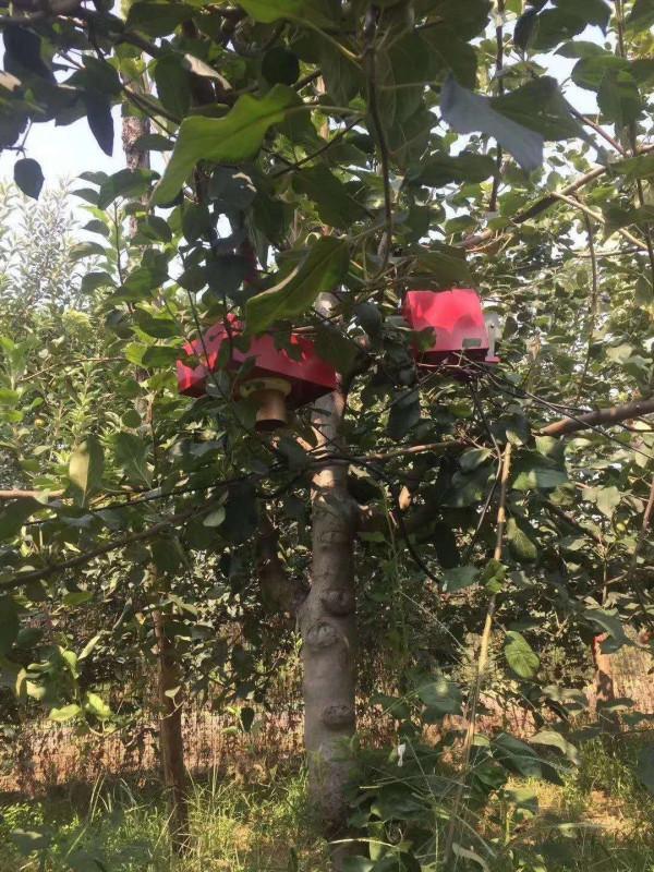 蘋果一套一摘一年損耗1000多億,山東果農免套袋增產20%,咋實現 蘋果一套一摘一年損耗1000多億,山東果農免套袋增產20%,咋實現