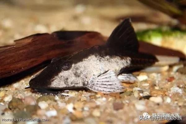 每天認識一種南美魚｜（72）陰陽直升機