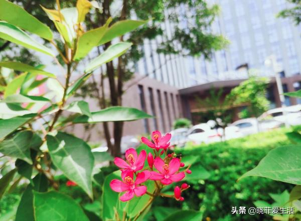 認識10種漂亮的“有毒花”，漲見識，避免傷害