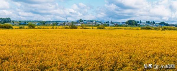 今日秋分 | 豐收的季節來了，金色田野惹人醉
