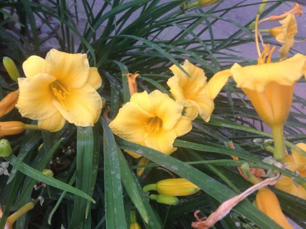 多倫多園丁猴哥猴嫂30年經歷38：聖誕節要去紐約過了瀑布下大雪了