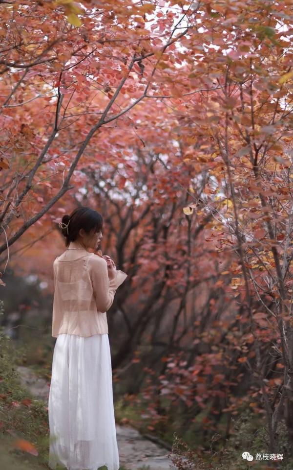 賞紅葉，不能早，也不能晚，時間一定要恰到好處