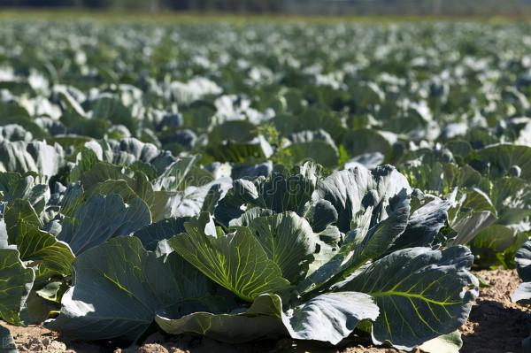 蔬菜降價了？新一輪寒潮“發貨”，3種蔬菜提前漲價，後續如何？