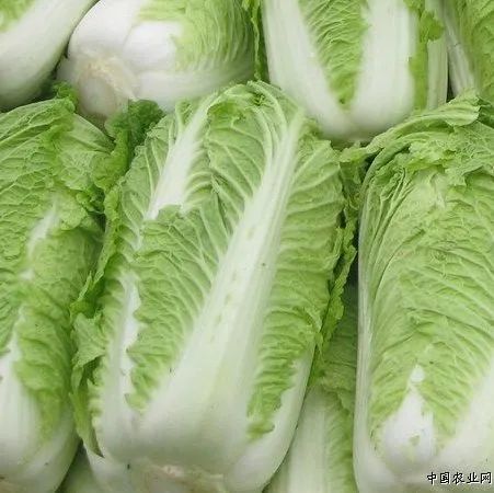 深秋1碗湯，滋補又營養，今晚就給孩子做