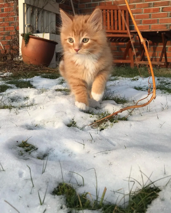 出生不幸的小橘貓，愛上了戶外旅行，擺脫了十橘九胖的魔咒