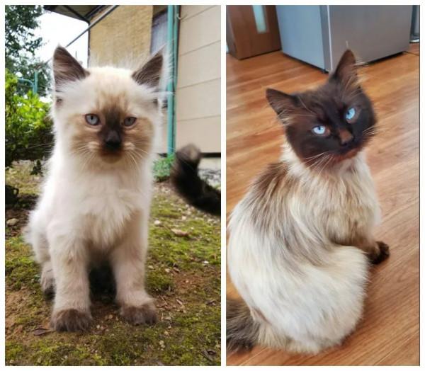 養暹羅就像在拆盲盒，拆著拆著…意外就發生了