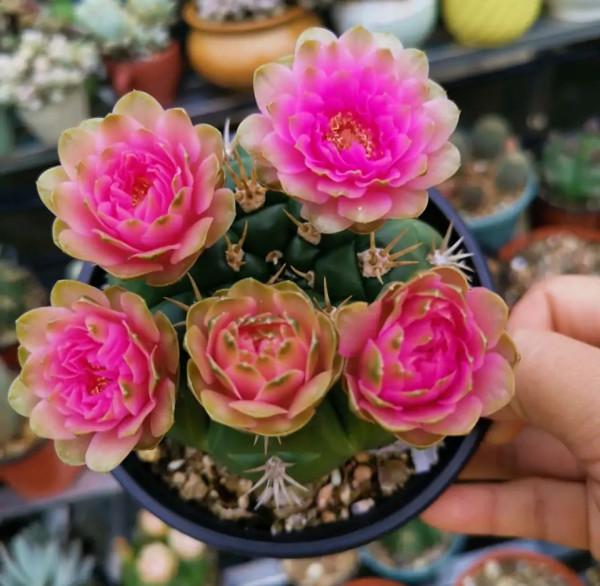 “懶人”就養這10種花,一個月不澆水也死不了,盆土越幹越易開花 “懶人”就養這10種花,一個月不澆水也死不了,盆土越幹越易開花