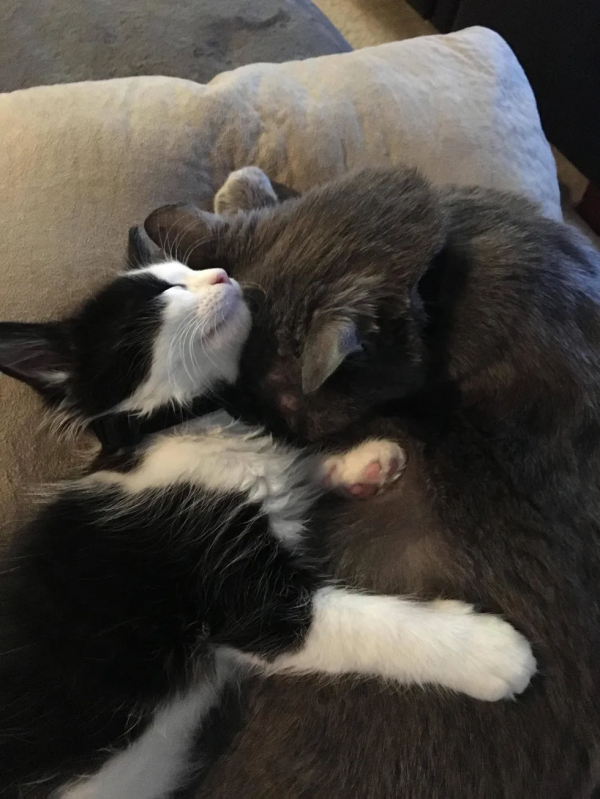 老貓去世前的一個月,流浪小貓闖進家門,主人:它在繼續守護我 老貓去世前的一個月,流浪小貓闖進家門,主人:它在繼續守護我