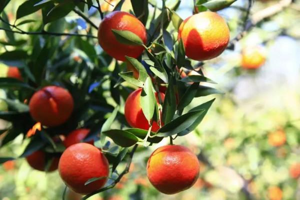 吃健康美味的水果，打卡美麗的景點，過甜蜜幸福的生活