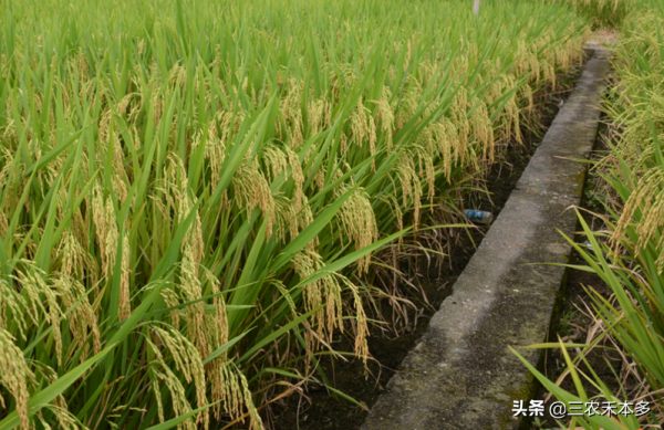 雜交稻新品種介紹，穩產高產荃優967，種植戶米廠都喜歡的品種