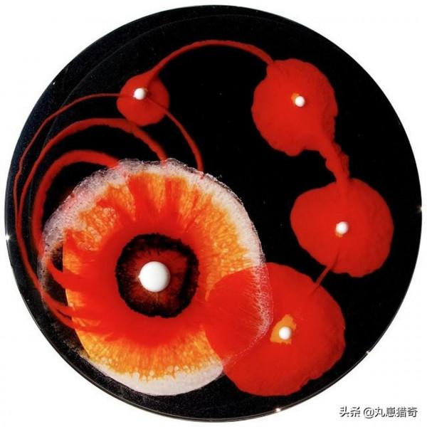 細菌之美：培養皿上的斑痕，比梵高筆下的《星空》更加豔麗
