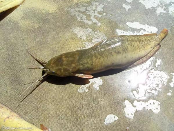 釣鬍子鯰,就用這幾種餌,一鉤一餌一條魚,一點不誇張 釣鬍子鯰,就用這幾種餌,一鉤一餌一條魚,一點不誇張