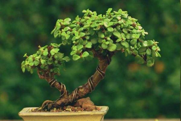 3種多肉喜歡住“小家”，“喝水”不多，長得賊好