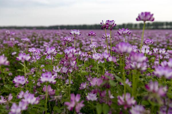 廣西化肥使用量零增長行動之綠肥種植八:哪些綠肥品種適合南方種植? 廣西化肥使用量零增長行動之綠肥種植八:哪些綠肥品種適合南方種植?