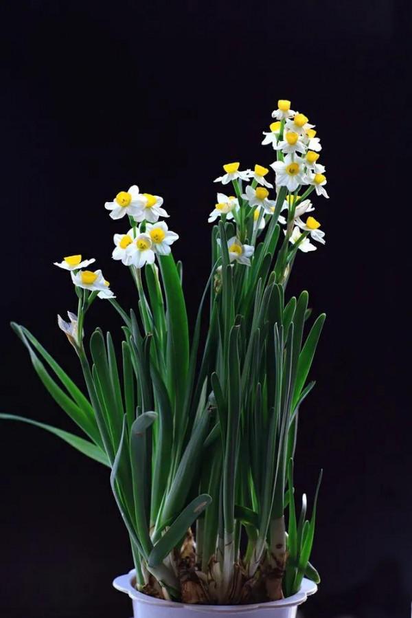 卻許梨渦落海棠 卻許梨渦落海棠