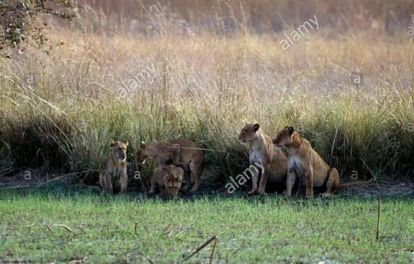 世界美景,我們共賞@非洲獅據點彭賈裡公園 世界美景,我們共賞@非洲獅據點彭賈裡公園