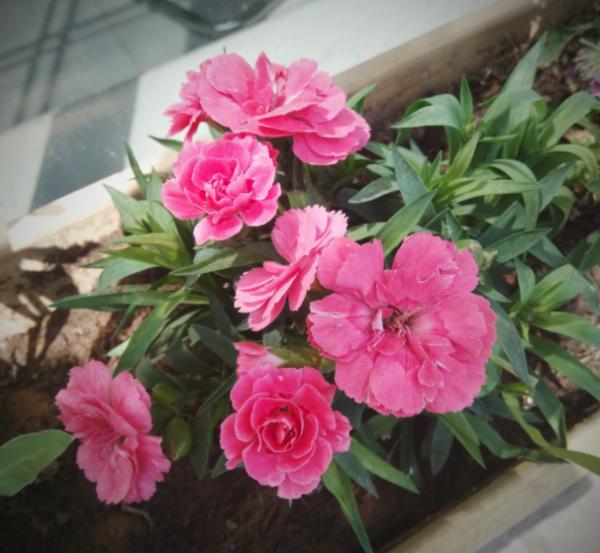 家庭養康乃馨，溫度控制很重要，4個基礎學起來，花朵叢叢愛冒頭