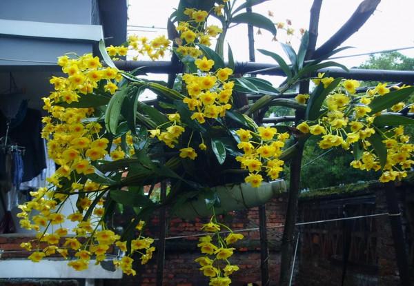 5種“漂亮花”,是生活“小醫生”,好養,好看,還好吃 5種“漂亮花”,是生活“小醫生”,好養,好看,還好吃