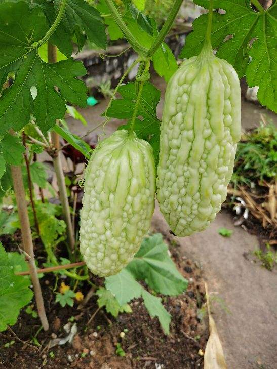 這窮裝的院子絕了,就花了100塊錢,有花有菜四季生機滿園 這窮裝的院子絕了,就花了100塊錢,有花有菜四季生機滿園