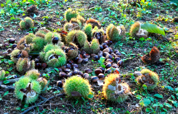 【玩轉懷柔】2021懷柔賞秋攻略出爐！一個字，絕！