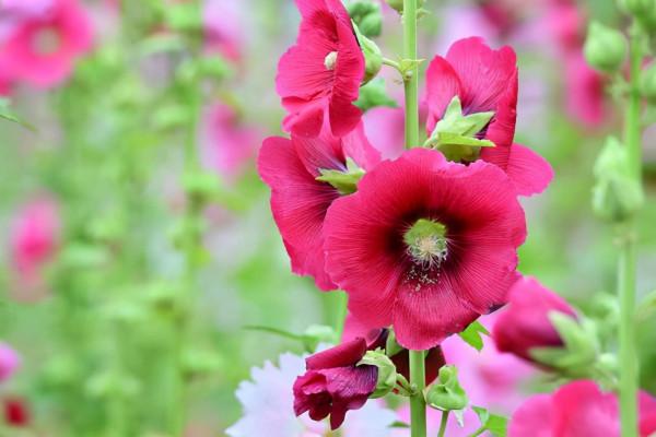 100種常見花卉的播種栽培大全,送給愛養花的你 100種常見花卉的播種栽培大全,送給愛養花的你