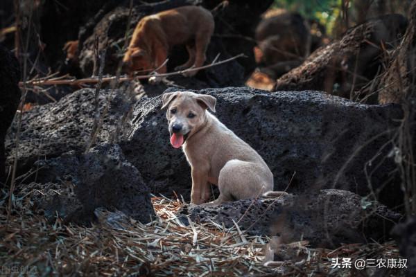 農村幾乎家家都喜歡養狗,農村養狗與城市養狗之間的區別在哪裡? 農村幾乎家家都喜歡養狗,農村養狗與城市養狗之間的區別在哪裡?
