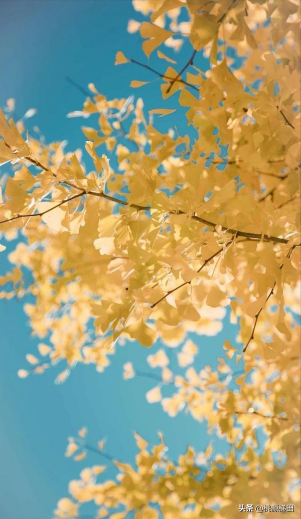 這幾個愈秋愈美的小眾旅行地，錯過只能再等一年