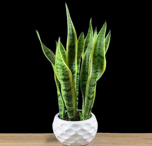 11種“吉祥花”，“窮養”才養得好，用小盆少澆水，反而旺得很