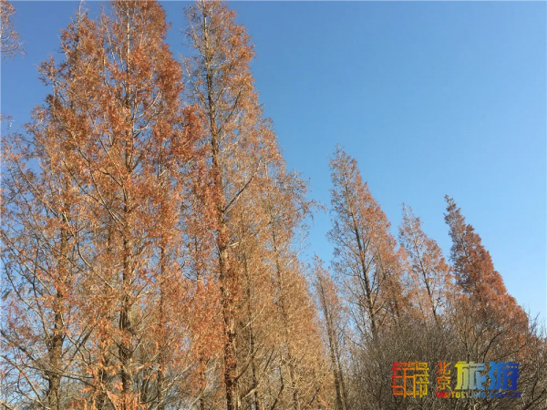 唯美浪漫！京城這個公園的水杉還紅著，錯過等明年~【送年票】