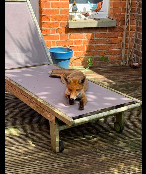 女子誤把野生動物當成流浪狗，好心餵養一個月，貓差點都被吃了