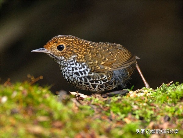 漂亮小鳥在等你欣賞，愛不釋手，萌得可愛