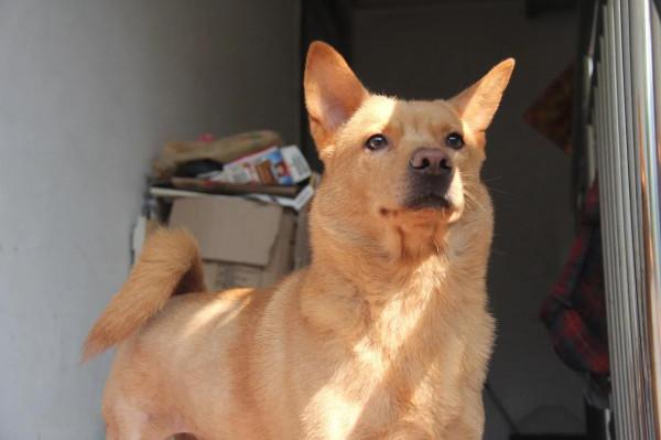 父親和家裡的狗 父親和家裡的狗