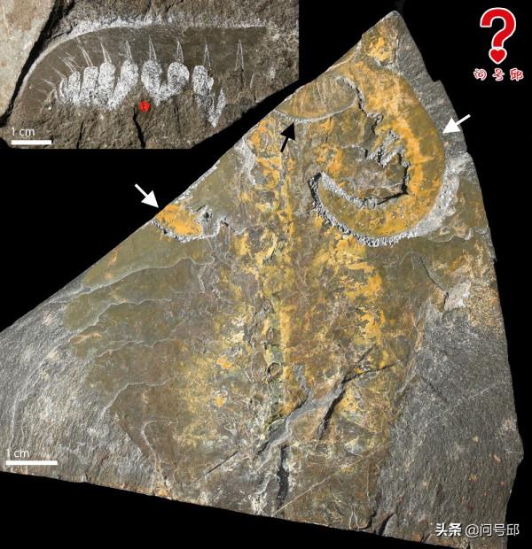 寒武紀生命大爆發有何依據？5.4億年前是節肢動物的繁盛時期