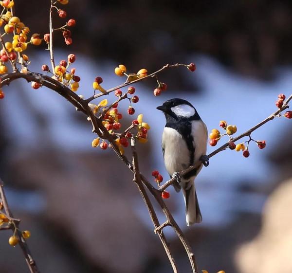 山雀;屬於脊椎動物,鳥鋼,是山雀科(paridae)各種類統稱 山雀;屬於脊椎動物,鳥鋼,是山雀科(paridae)各種類統稱