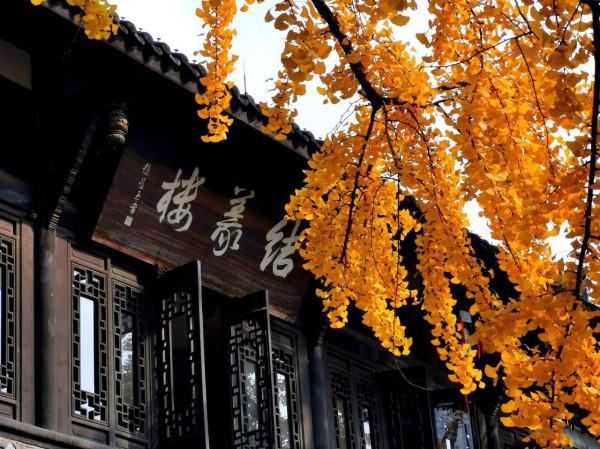 滿目金輝耀蓉城