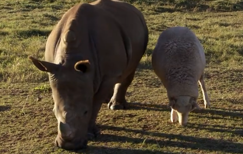 這隻貓天天和貓頭鷹幹架,卻打出了一段黑白配神仙友情 這隻貓天天和貓頭鷹幹架,卻打出了一段黑白配神仙友情