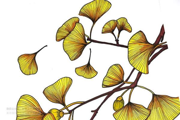 兒童畫教程|創意寫生美術課程《片片銀杏葉》 兒童畫教程|創意寫生美術課程《片片銀杏葉》