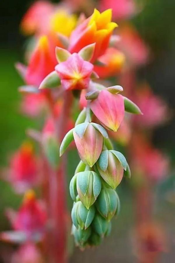 50種多肉開花欣賞，你養的開花了嗎？快來曬曬