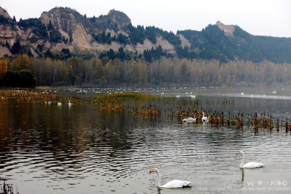 平陸：瑟瑟蒹葭伴雪花 久別嬌客回到家