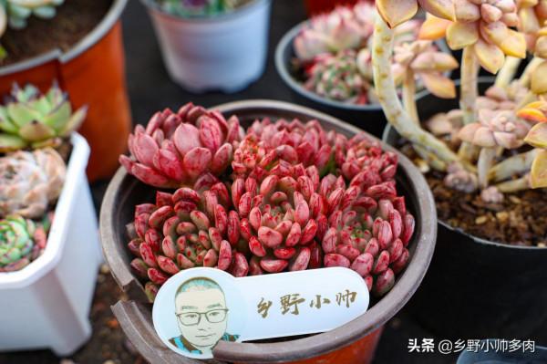 曾經的天價多肉，如今價格不貴，氣質依舊，月影系顏值之最