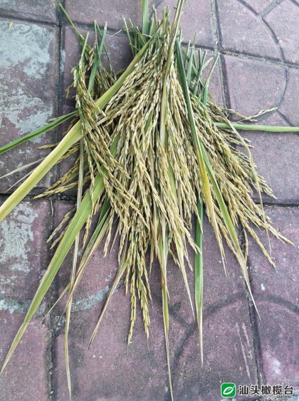 潮汕“宋晶米”古水稻品種申報進入國家種子庫