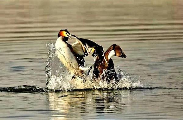 俊鳥&CenterDot;成雙