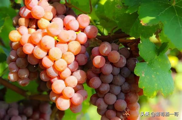 阿爾薩斯，怪得很的葡萄酒產區