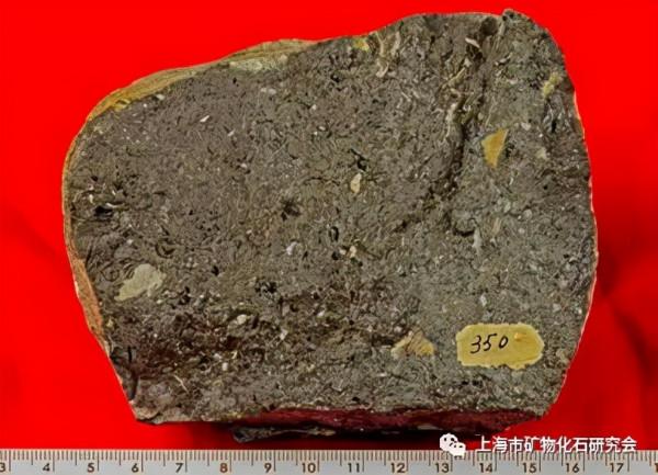 周梅教授：漫話方解石