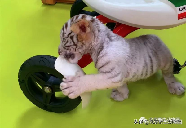 大爆料丨與萌虎來一場新年的約會 大爆料丨與萌虎來一場新年的約會