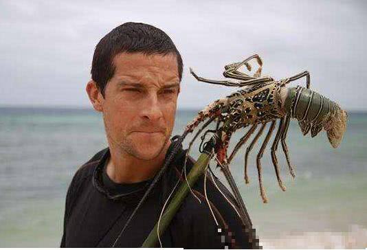 荒野求生為何停播？