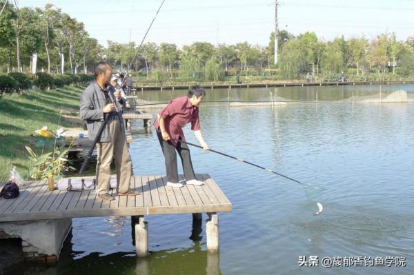 黑坑釣鯉魚時如何聚魚？黑坑釣鯉魚的聚魚技巧和方法
