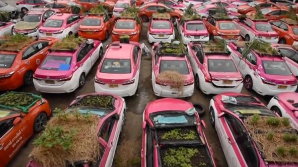 車頂種菜，後備箱養蛙！泰國大量出租車因疫情荒廢變“菜園”